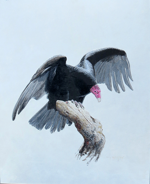 Raptor Art