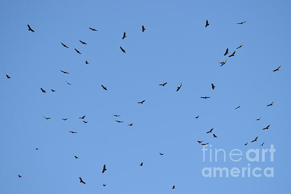 Thurston Conger - Turkey Vultures Annual Migration