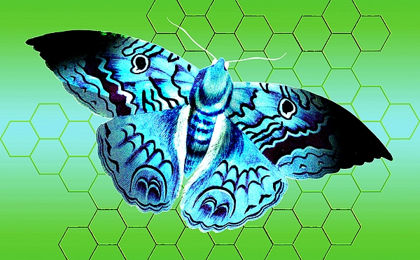 https://images.fineartamerica.com/images/artworkimages/medium/3/turquoise-blue-fancy-butterfly-ruths-other-artistic-vision.jpg