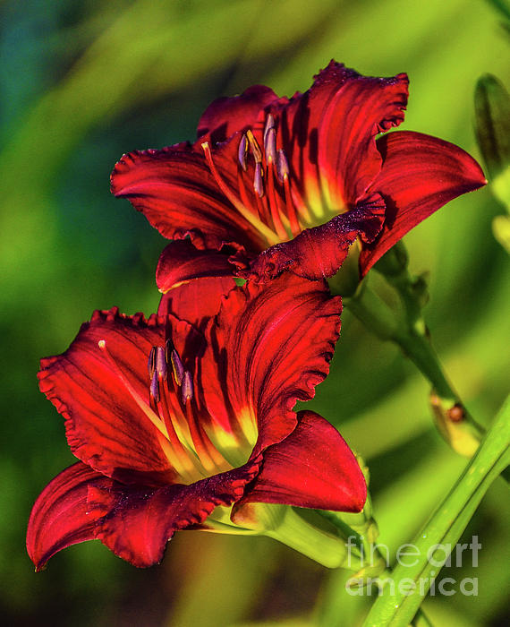 Cindy Treger - Twin Beauties - Ruby Daylilies