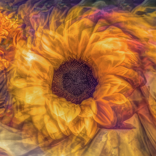 Sandi Kroll - Twirling Sunflower