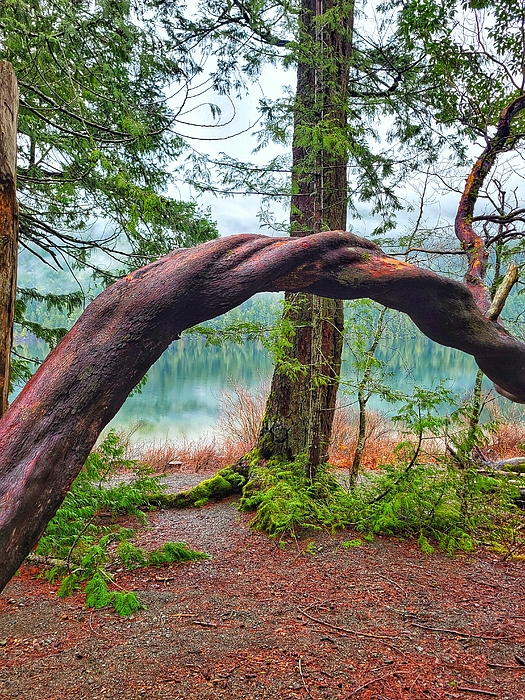 Adam Copp - Twisted Tree - Cameron Lake