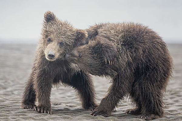 Mama Bear Nursing Cubs Alaska Ornament by Joan Carroll - Fine Art