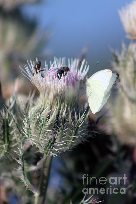 Brenda Harle - Two Bees And A White Cabbage Butterfly On Thistle