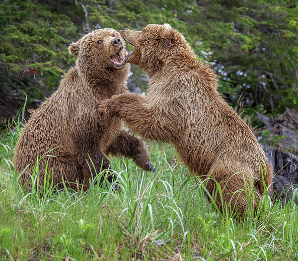 Mama Bear and Cubs Taking a Break Alaska Ornament by Joan Carroll