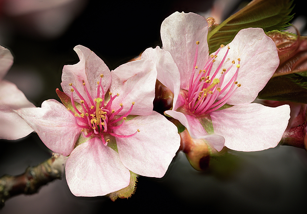 Steven Nelson - Two Cherry Blossoms