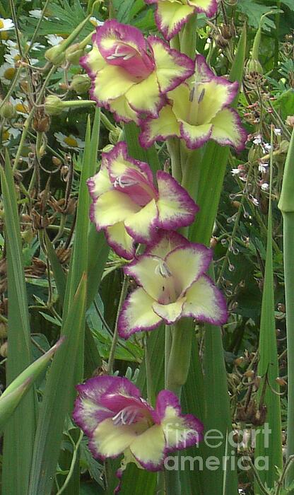 Lesley Evered - Two-coloured Gladiolus