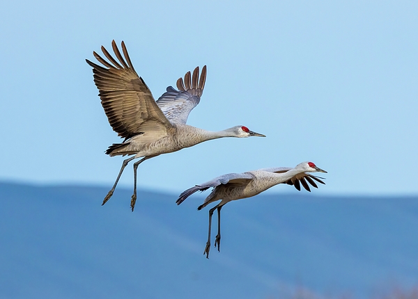 Lynn Hopwood - Two Cranes in Flight 