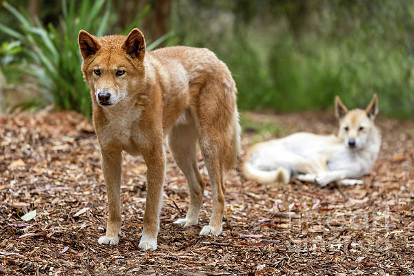 australian animals dingo