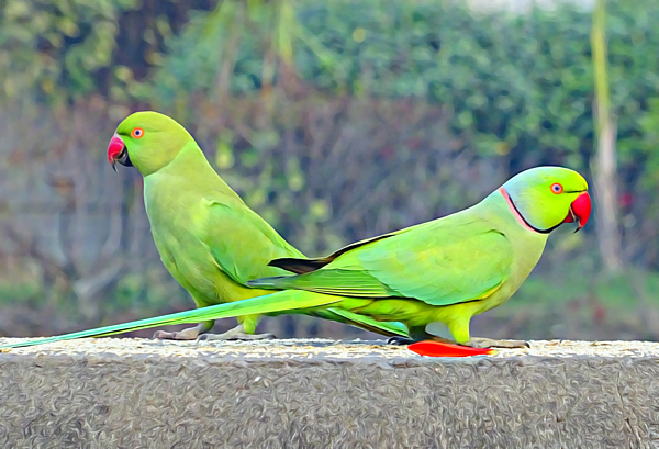 Male Indian Ring Neck - YouTube