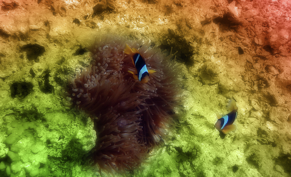 Johanna Hurmerinta - Two Lovely Clownfish In The Red Sea By Their Home The Anemone