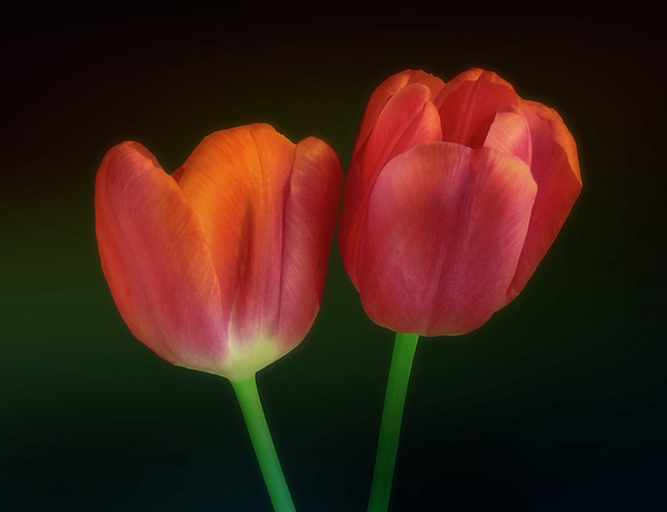 Johanna Hurmerinta - Two Lovely Red Spring Tulips