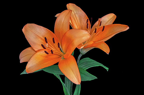 Sandi Kroll - Two Orange Lilies
