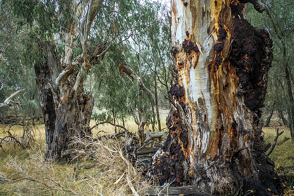 Bette Devine - Two Red Gums
