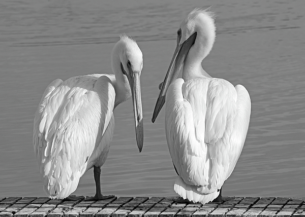 Marlin and Laura Hum - Two American White Pelicans Black and White