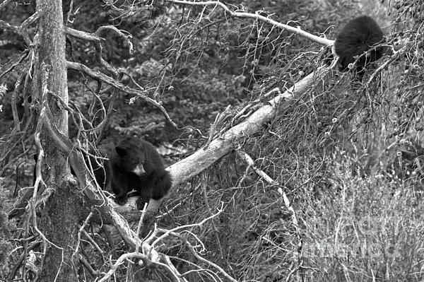 https://images.fineartamerica.com/images/artworkimages/medium/3/two-yearlings-in-a-tree-black-and-white-adam-jewell.jpg