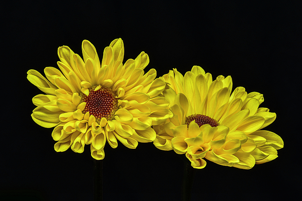 Sandi Kroll - Two Yellow Flowers