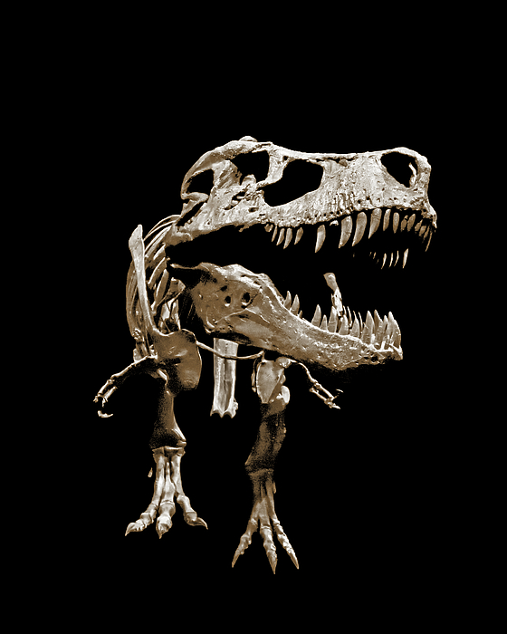 Tyrannosaurus Rex Was the Tyrant Lizard King