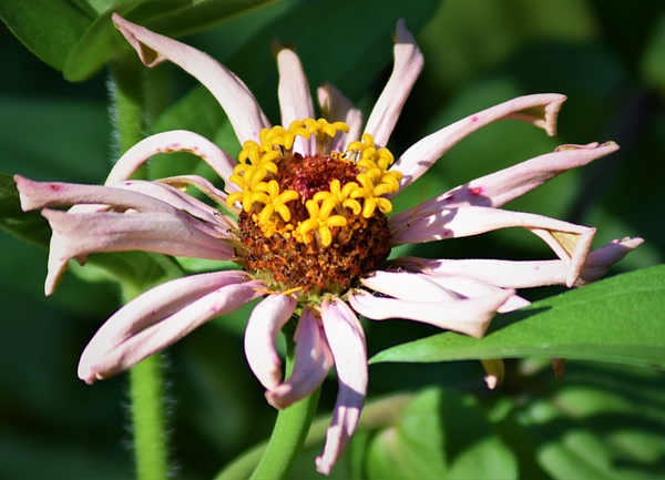 Ugly Pink flowers  Greeting Card for Sale by erinxswan