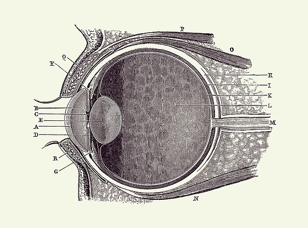 Unlabeled Eye Anatomy Diagram Vintage Anatomy Print Greeting Card