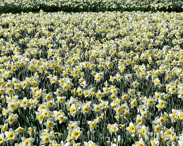 Greta Foose - Unlimited Daffodils