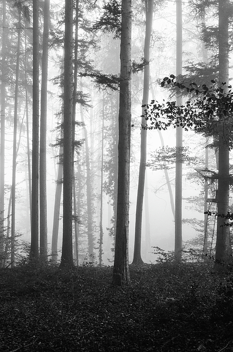 Forest Art