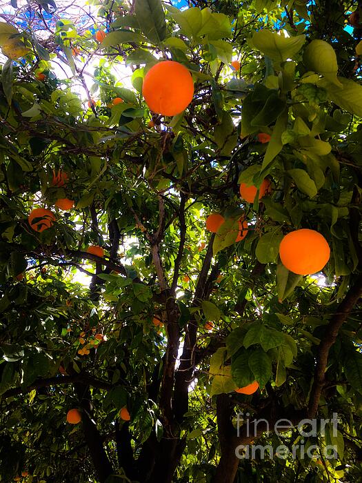 Saving Memories By Making Memories - Valenciana Oranges