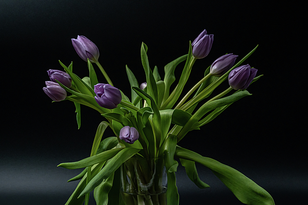 Sharon Gucker - Vase of Tulips