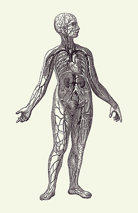 human venous system anatomy