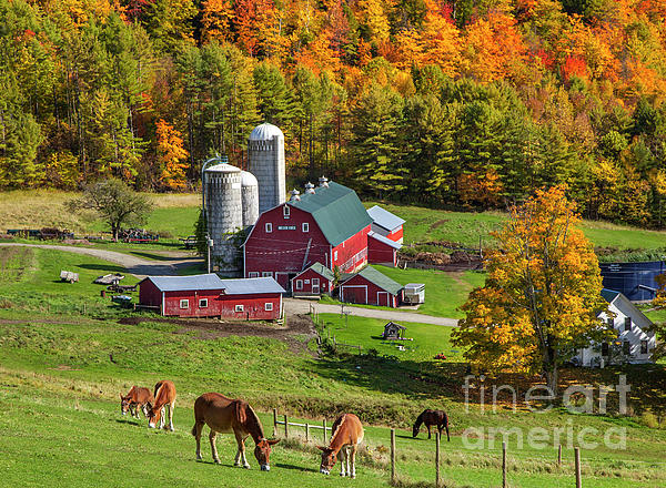 Vermont Farm in Autumn - Fall in New England Adult Pull-Over