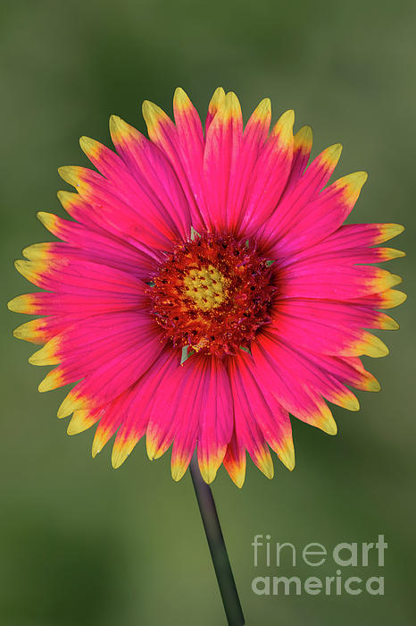 Bee Creek Photography - Tod and Cynthia - Vertical Indian Blanket Flower