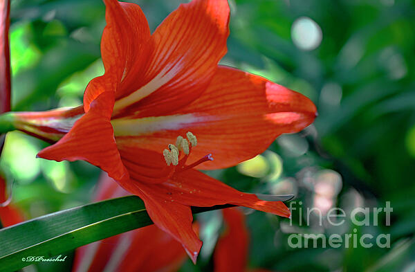 Debby Pueschel - Very First Amaryllis of Spring