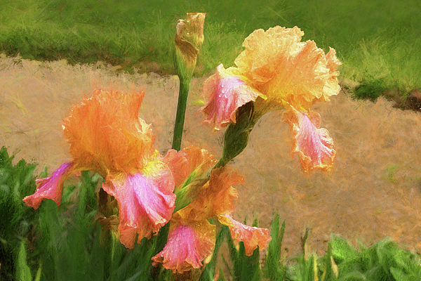 Ola Allen - Vibrant Beautiful Irises 
