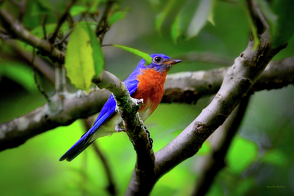 Ro Wade - Vibrant Bluebird