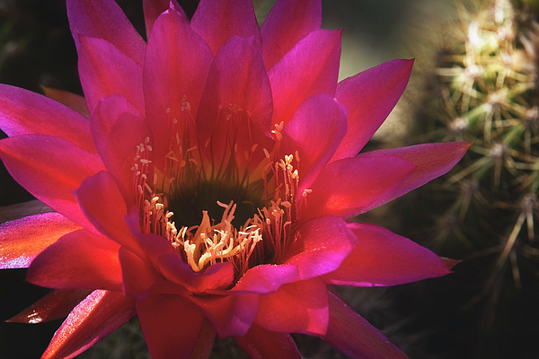 Saija Lehtonen - Vibrant Hot Pink Cactus 