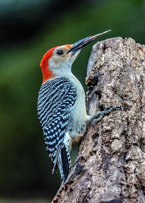 Cindy Treger - Vibrant Male Red-bellied Woodpecker