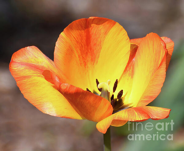 Kerri Farley - Vibrant Orange Tulip