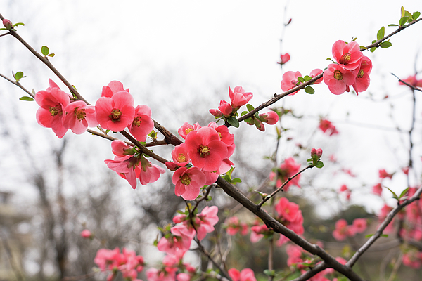 Georgia Mizuleva - Vibrant Pink Flowering Quince Celebrating Spring
