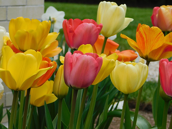 Atlas Tracer - Vibrant tulips