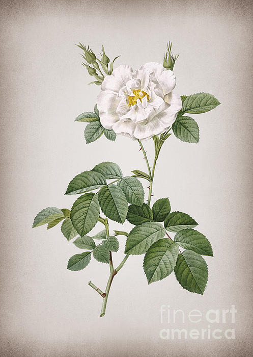 Holy Rock Design - Vintage Blooming White Rose Botanical Illustration on Parchment