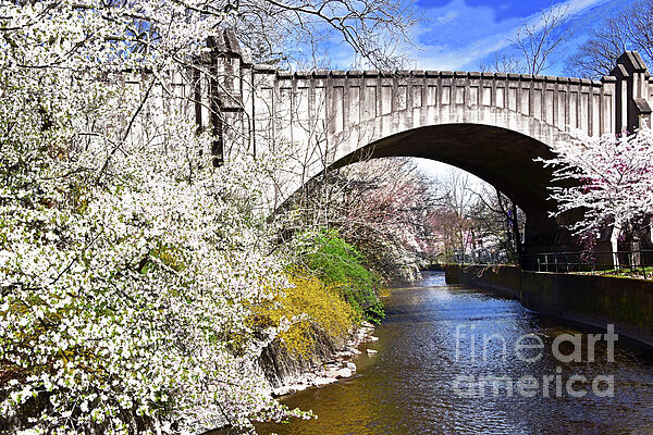 Regina Geoghan - Vintage Bridge and Cherry Blossoms