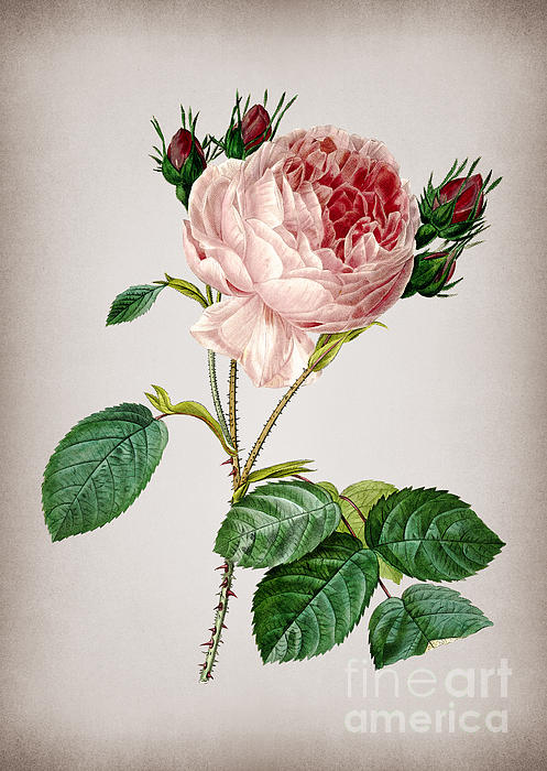 Holy Rock Design - Vintage Centifolia Roses Botanical Illustration on Parchment