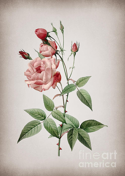 Holy Rock Design - Vintage Common Rose of India Botanical Illustration on Parchment