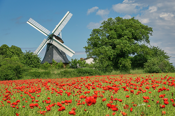 Jurgen Lorenzen - Vintage Windmill and Poppies
