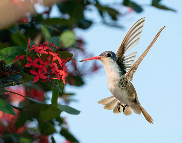 Judi Dressler - Violet-crowned Hummingbird