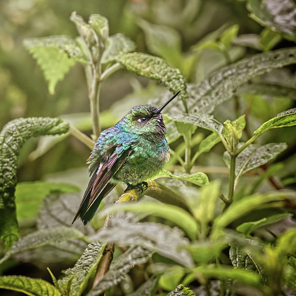 Giant Hummingbird Throw Pillow by Joan Carroll - Fine Art America