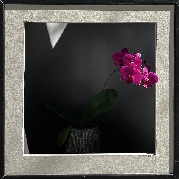 Lyudmyla Melnyk - Purple  Orchid Behind Frame