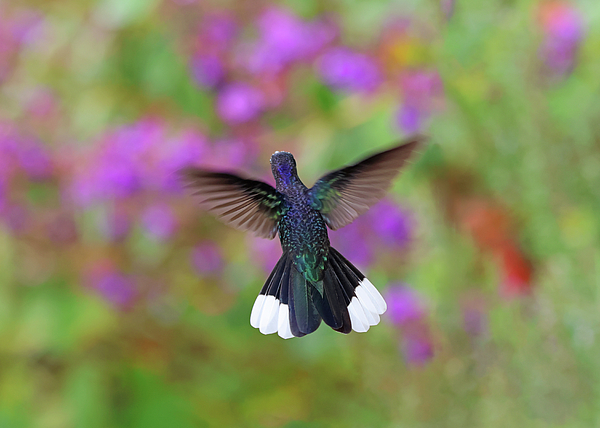 Marlin and Laura Hum - Violet Sabrewing Hummingbird Male In Flight Back View