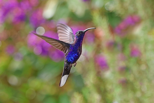 Marlin and Laura Hum - Violet Sabrewing Male Hummingbird in Flight