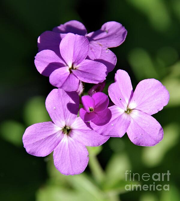 Scott Mason Photography - Violet Spring Wildflowers